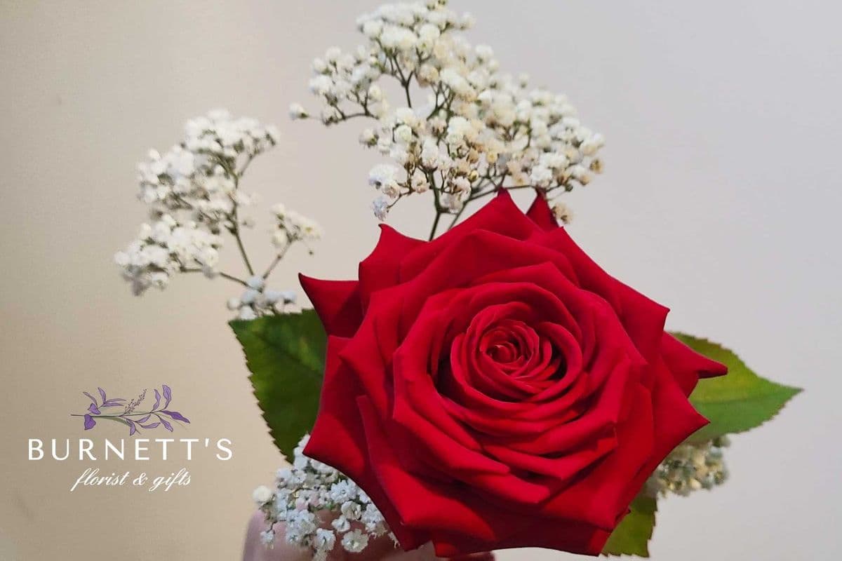 Single Rose Wrapped
