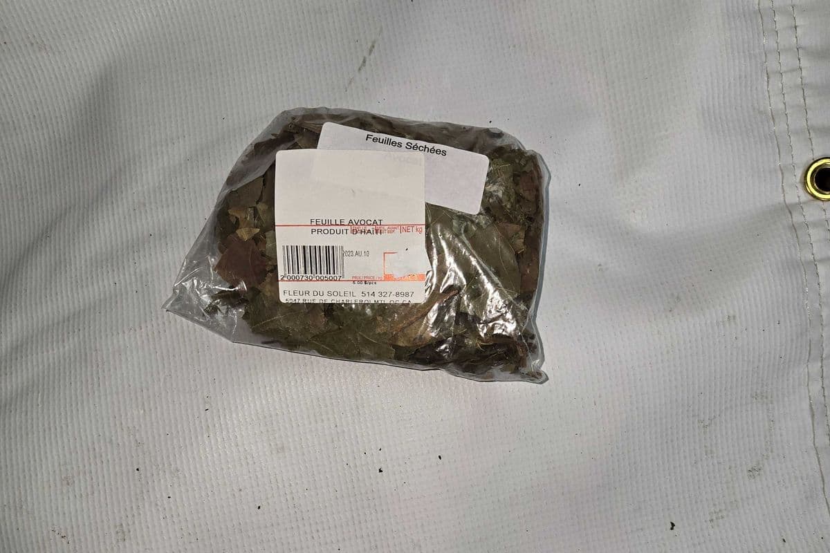 FEUILLE AVOCAT