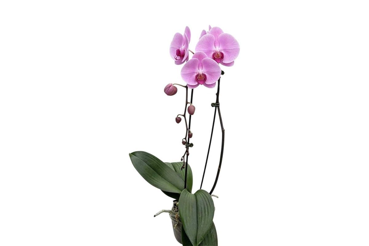 Pink Single Stem Cascading Orchid - 5 Inch Pot