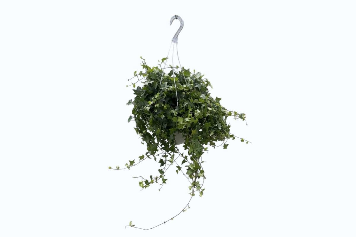 English Ivy Hanging Basket - 8 Inch Pot