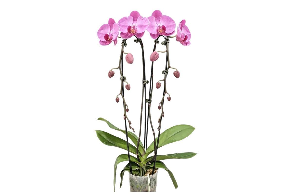 Pink Double Stem Cascading Orchid - 5 Inch Pot