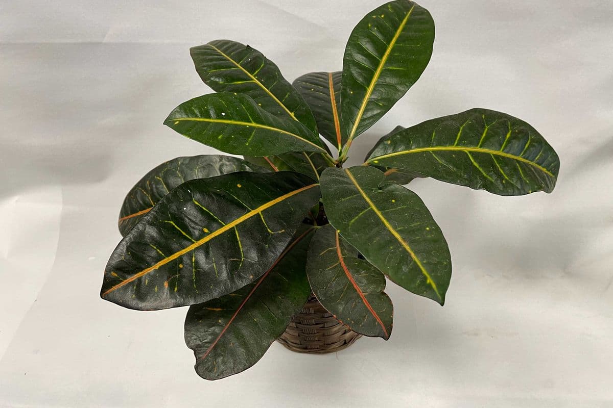 6" Tropical Plant