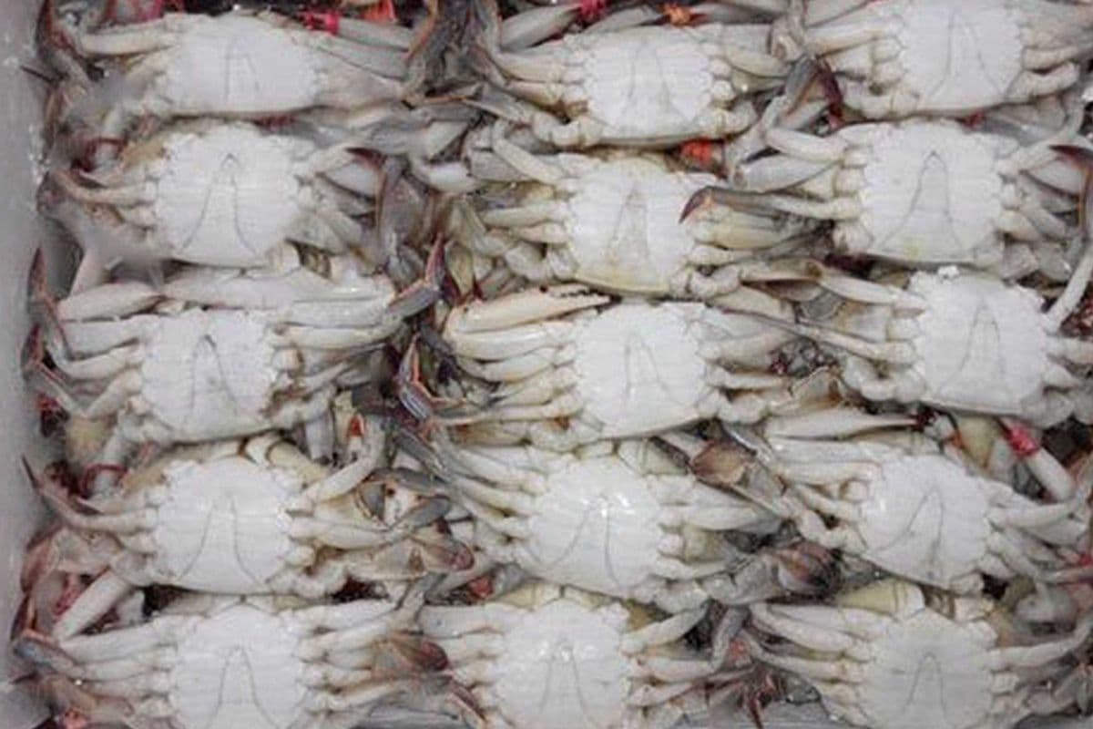 Frozen Crab - Bagged