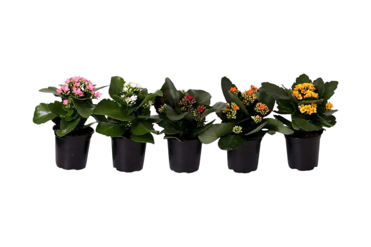 Kalanchoe - 4 Inch Pot