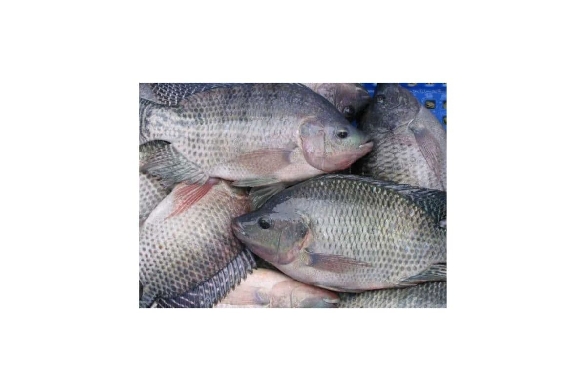 Fresh Tilapia (5lbs)