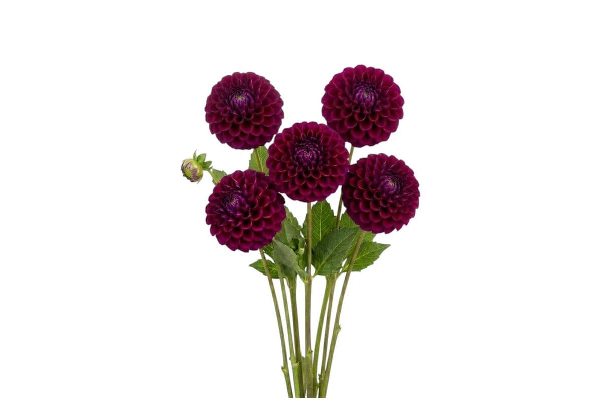 Plum Dahlia - 5 Stems
