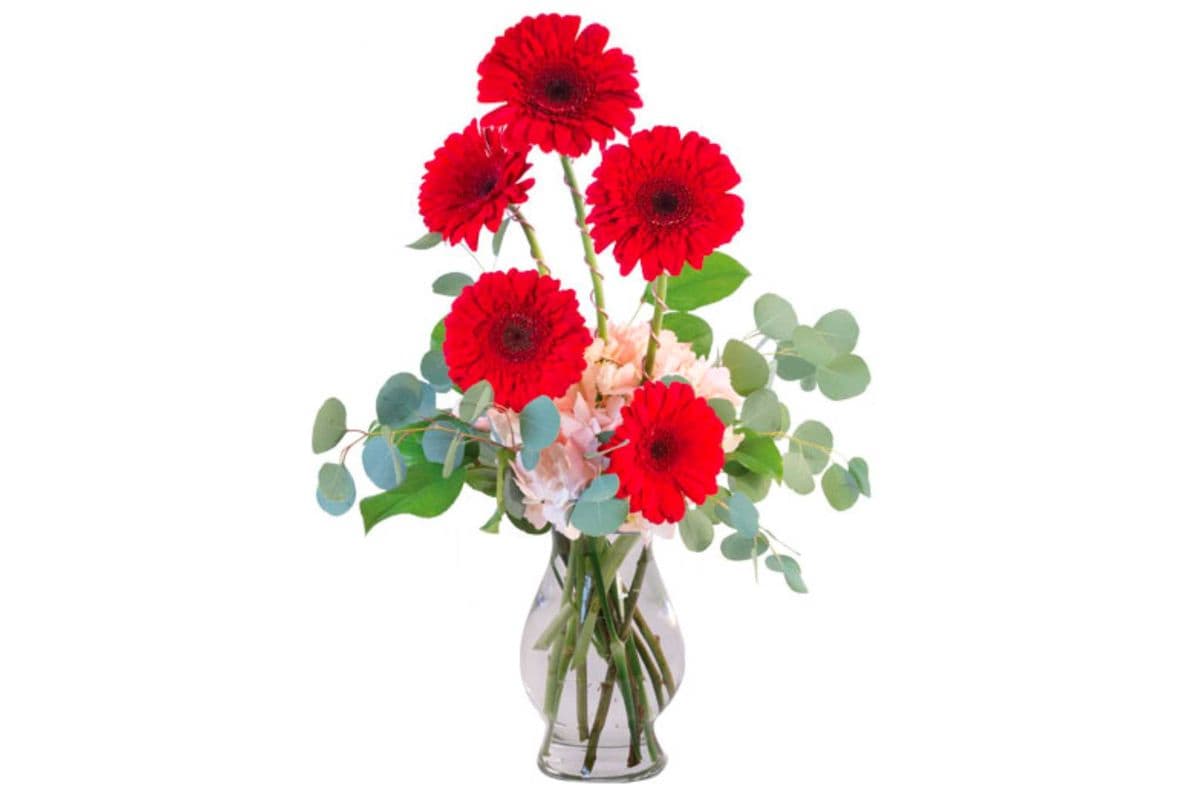 Crimson Gerberas Floral Design