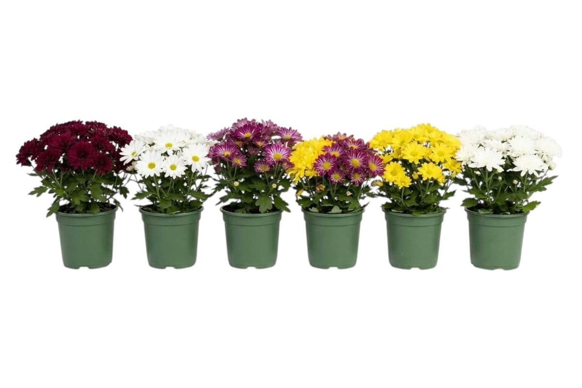 Chrysanthemum - 6 Inch Pot