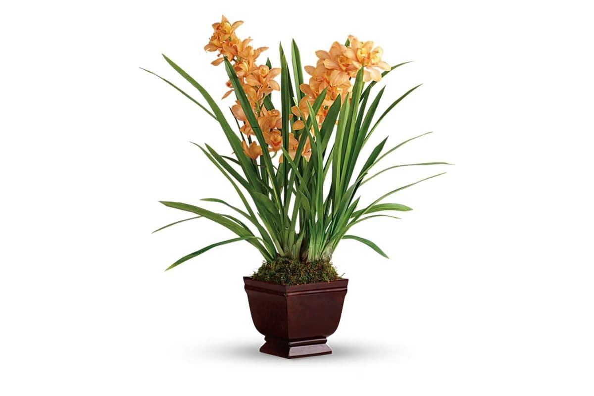 Teleflora's Regally Yours Orchid