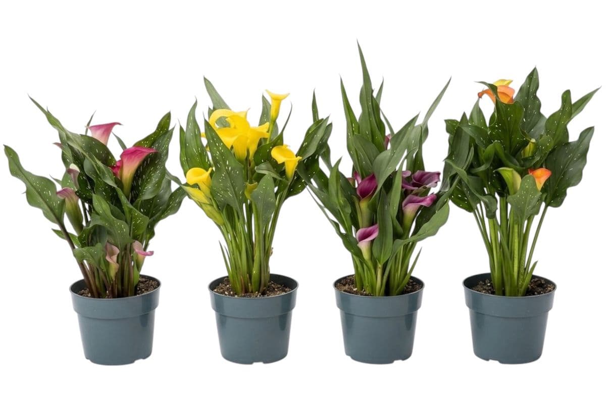 Calla Lily - 6 Inch Pot