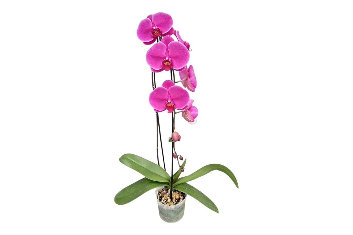 Purple Single Stem Cascading Orchid - 5 Inch Pot