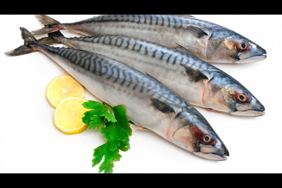 Mackerel Fish (Cut and Uncut)