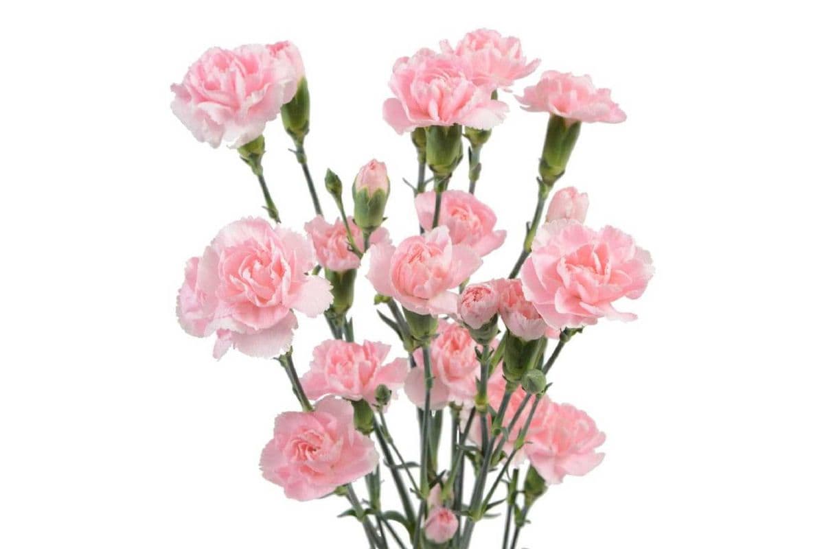 Mini Carnation 6 stems