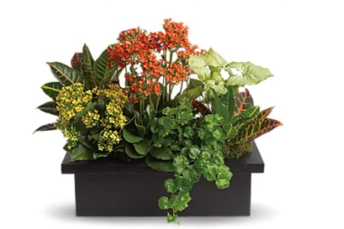 Stylish Plant Assortment