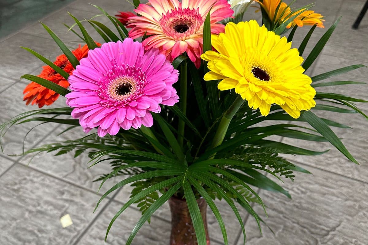 Gerbera Daisies in a Vase Mix Colors