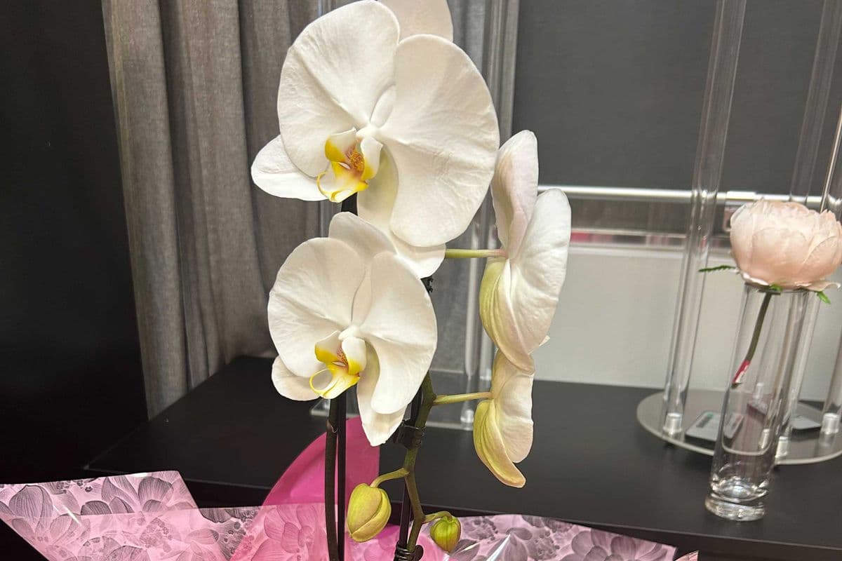 White Orchids In waterproof modern design paper