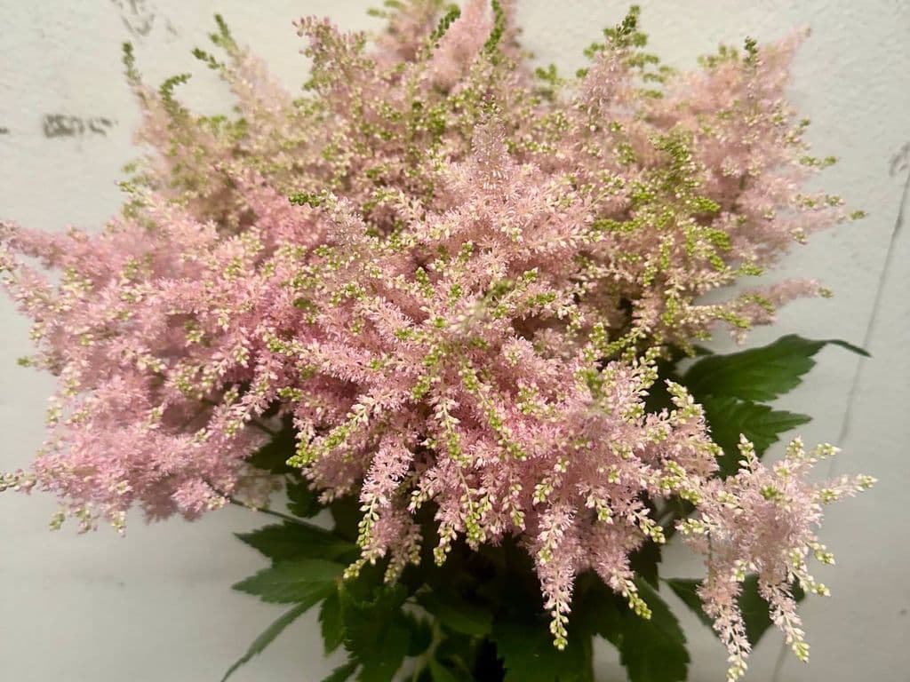 Flowers - Astilbe Pink (10 stems)