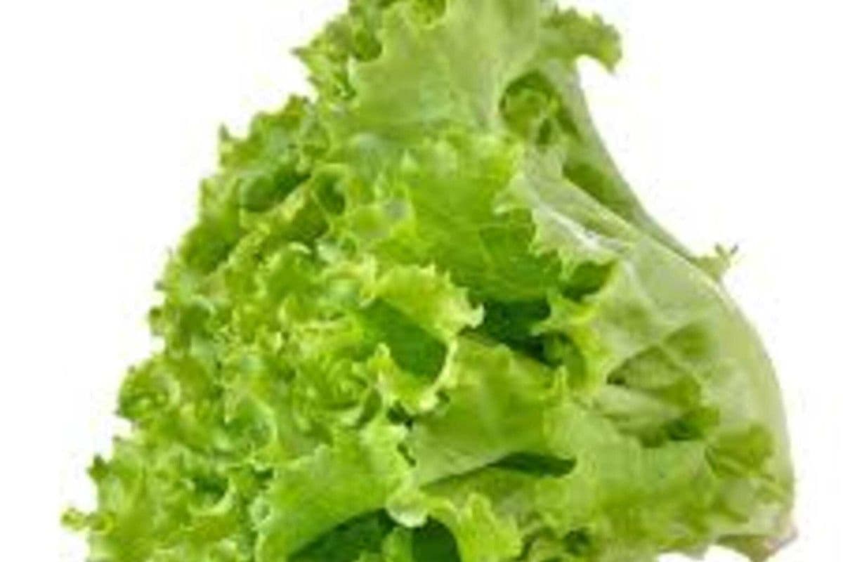 Lettuce (6 pcs)/ 唐生菜