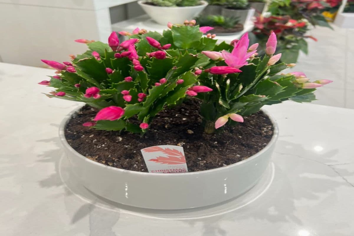 Large Christmas Cactus