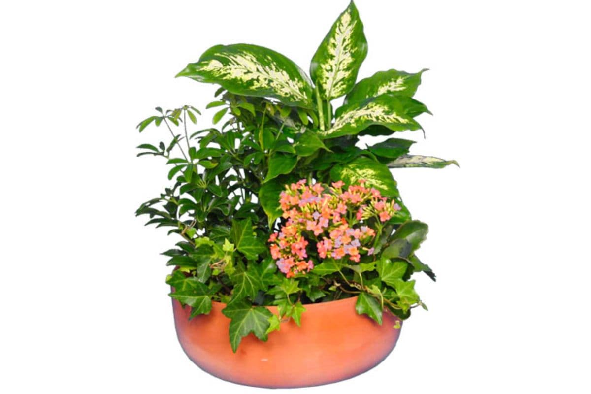 Garden Planter Green & Blooming Plants