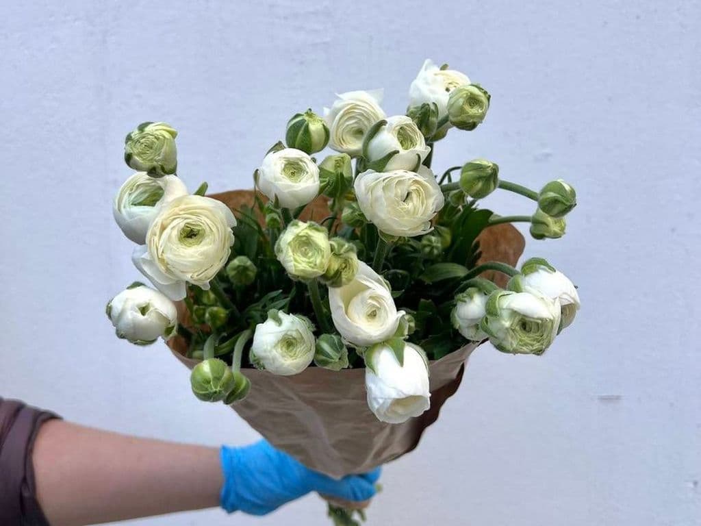 (TOP SELLER) Local Flowers - Ranunculus White (10 stems)