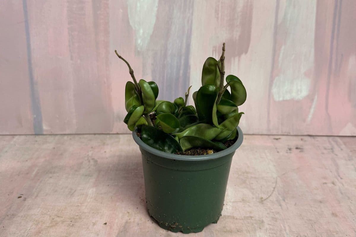 4" Hoya Rope