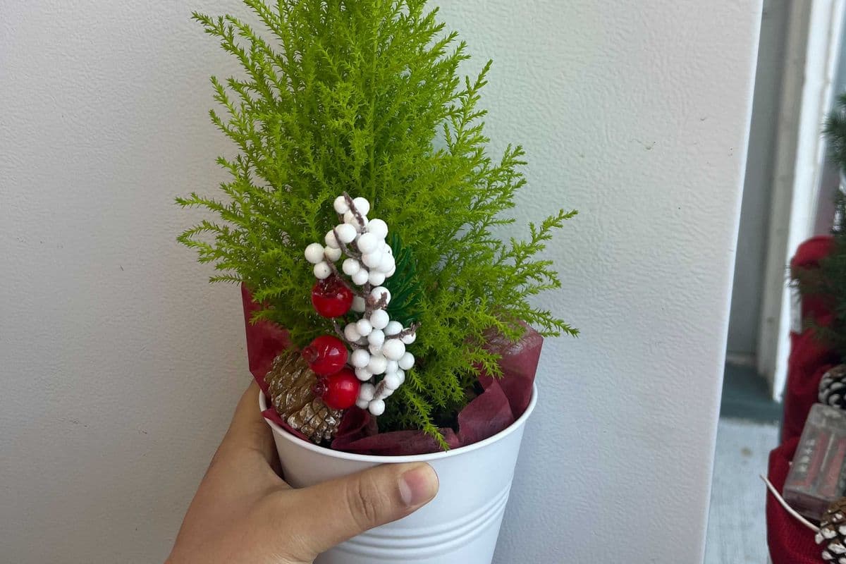 Cypress Wilma Deco 5''