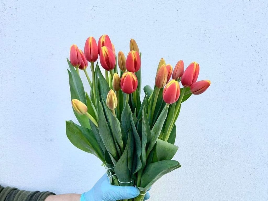 Flowers - Local Tulips Denmark (5 stems)
