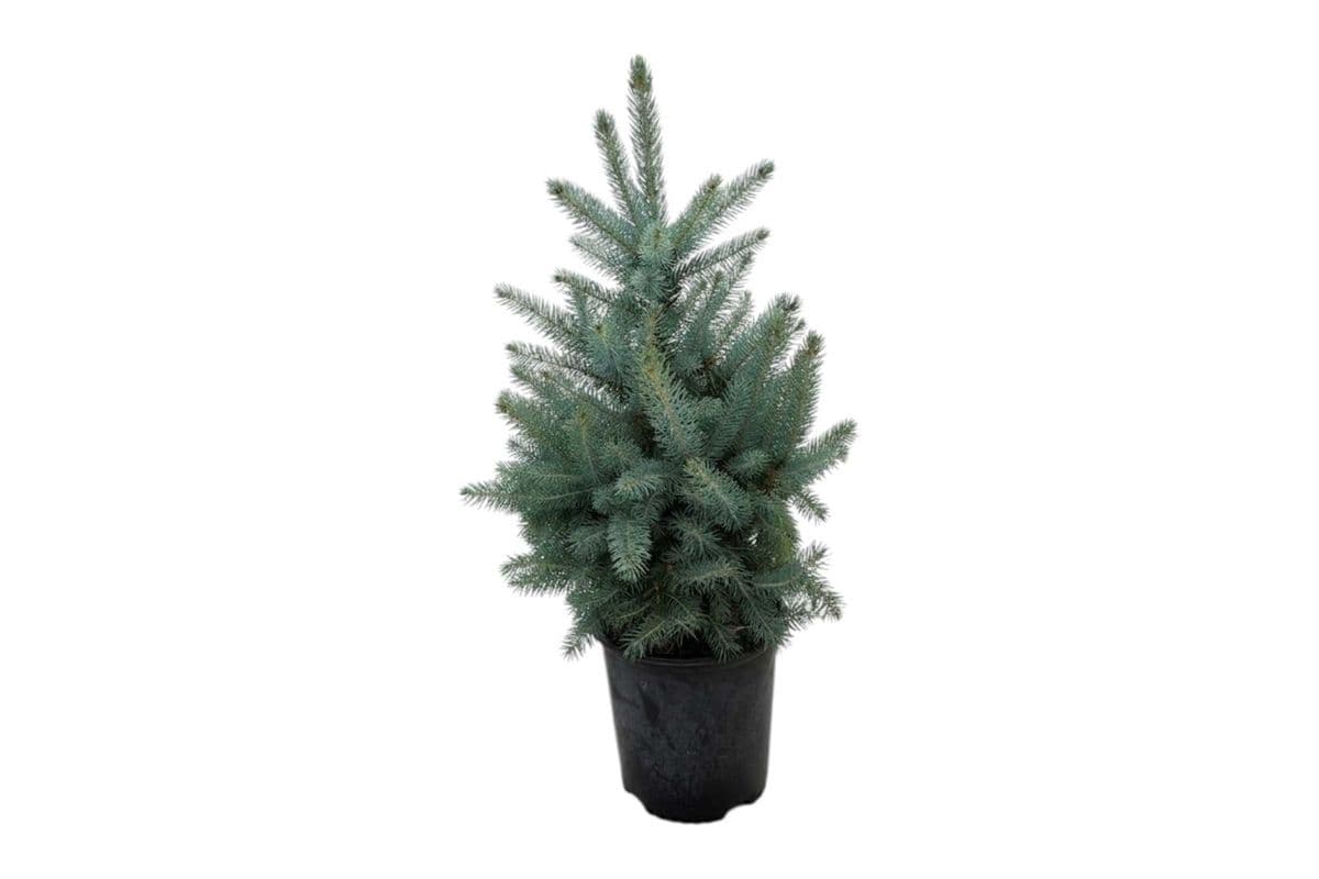Baby Blue Spruce - 10 Inch Pot