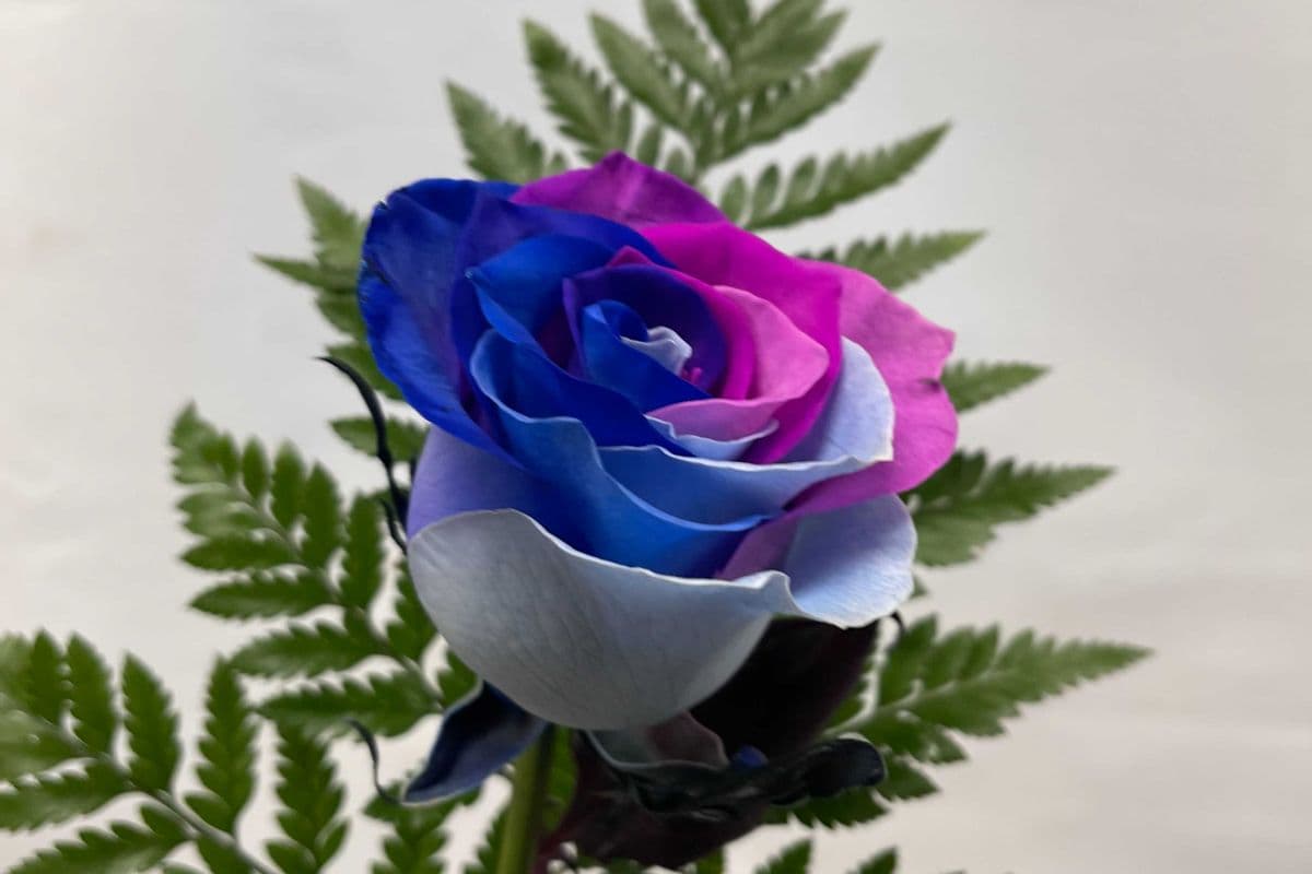 Single Stem - Dyed Rose