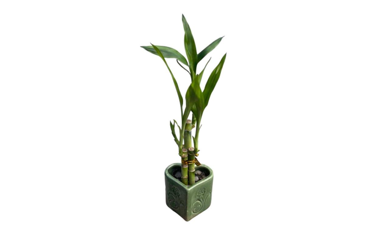 Lucky Bamboo Arrangement - Small