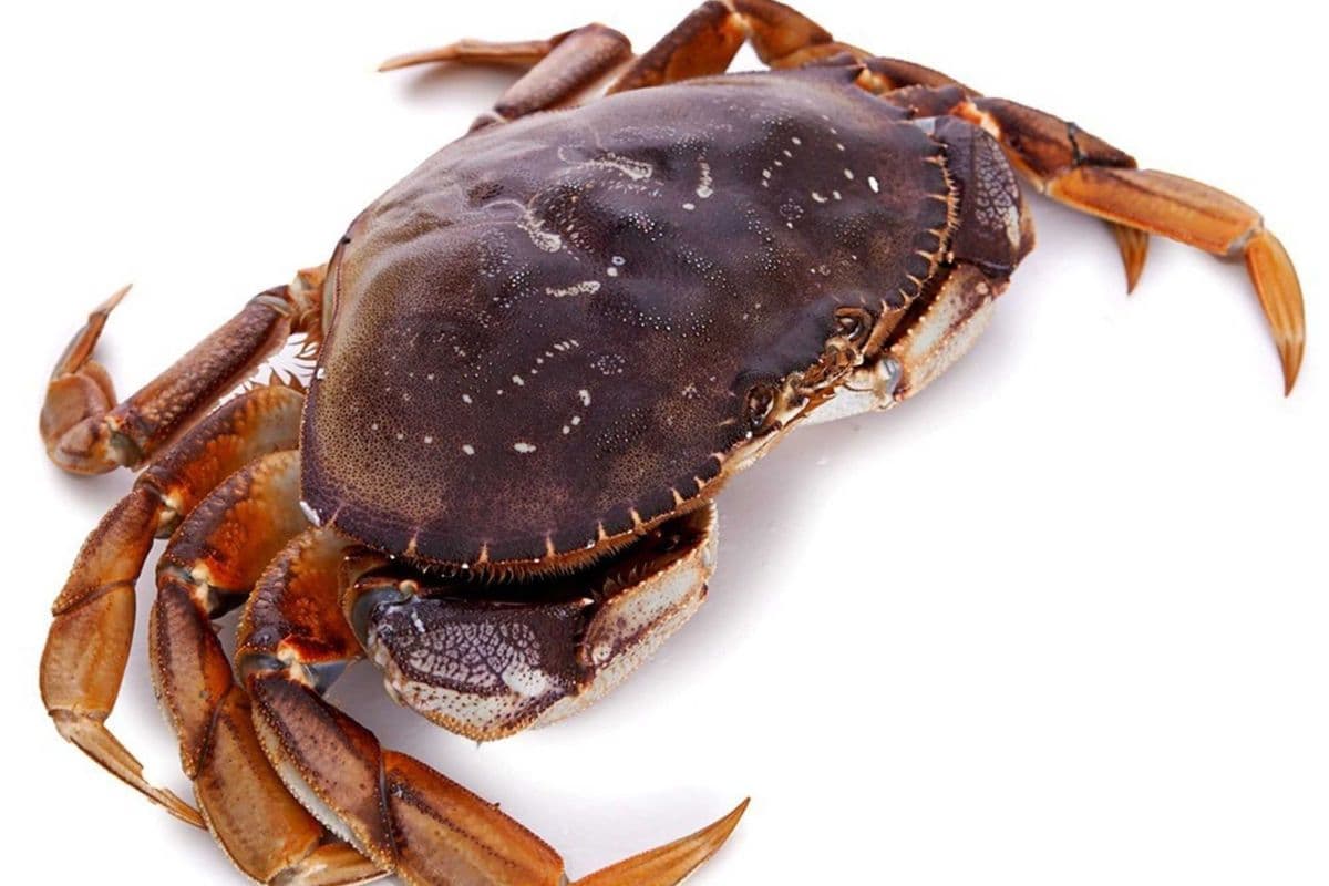 Vancouver Crab (2.5Ib)温哥华蟹