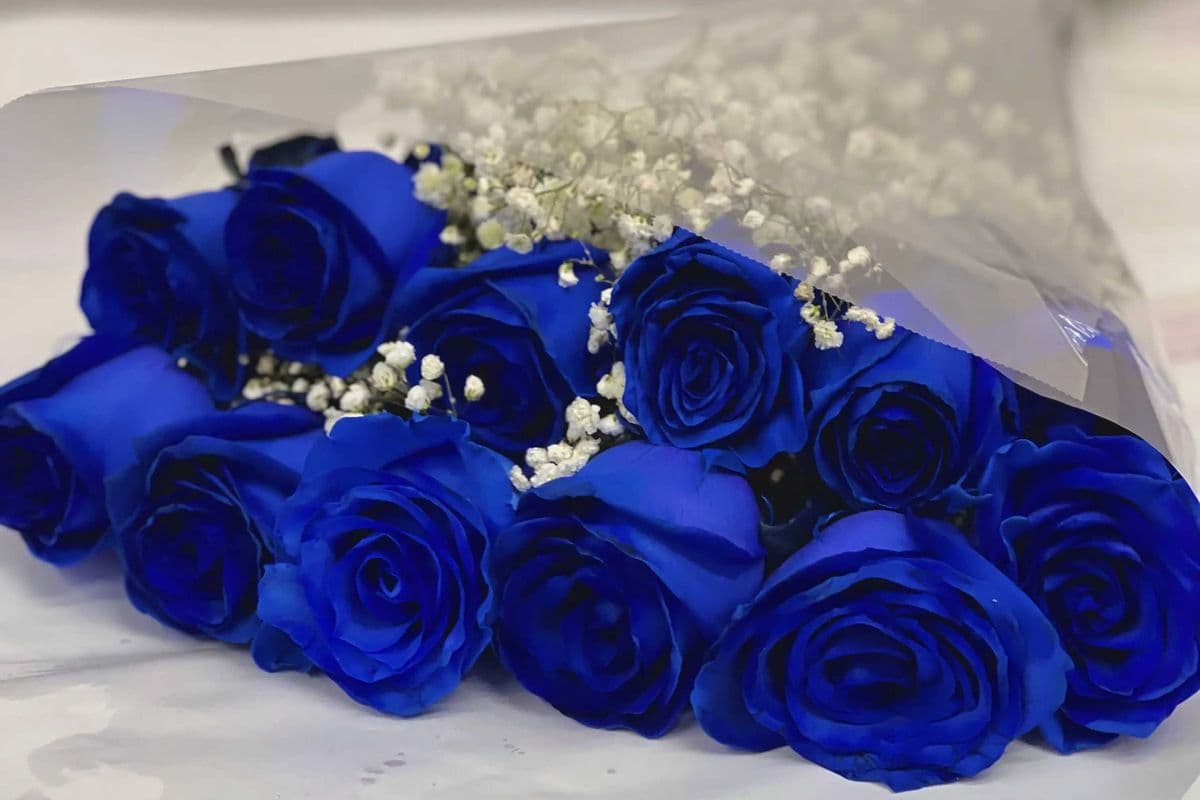 A Dozen Blue Roses