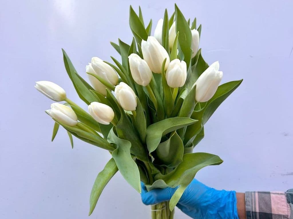 Flowers - Local Tulips White (5 stems)