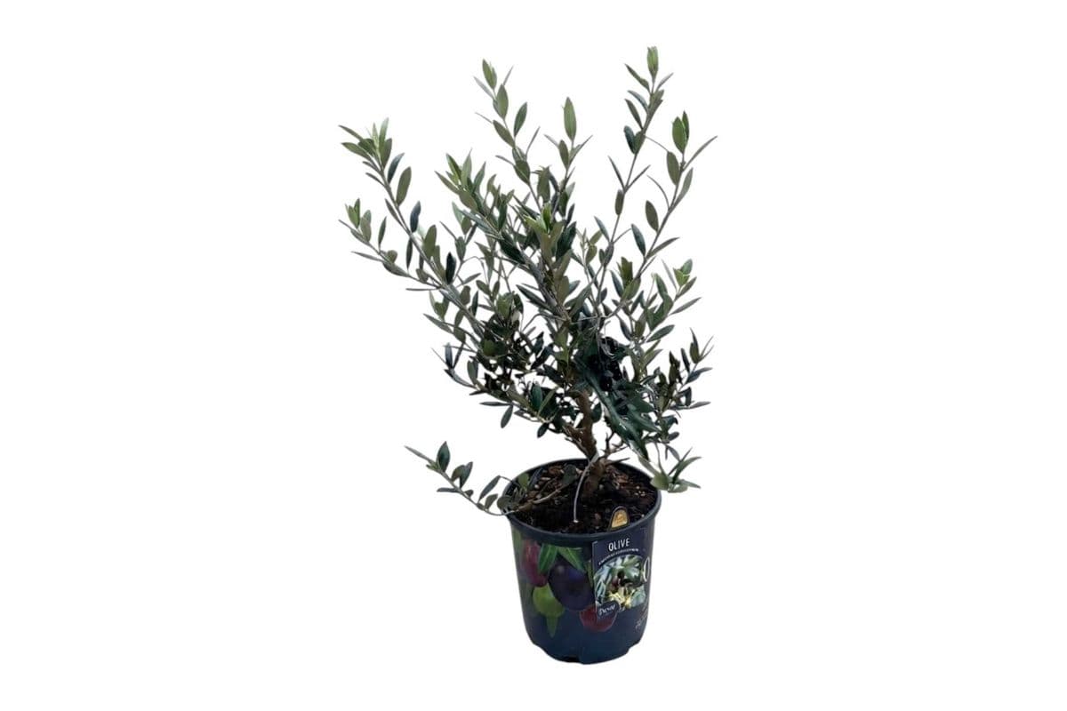 Olive Tree - 10 Inch Pot