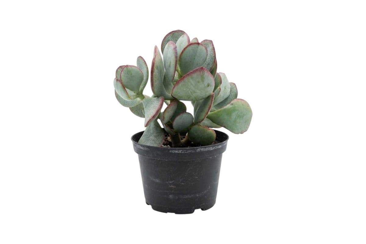 Silver Dollar Plant: Crassula arborescens - 6 Inch Pot