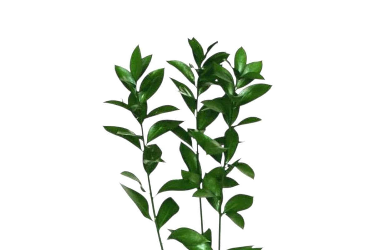 Ruscus - 4 Stems