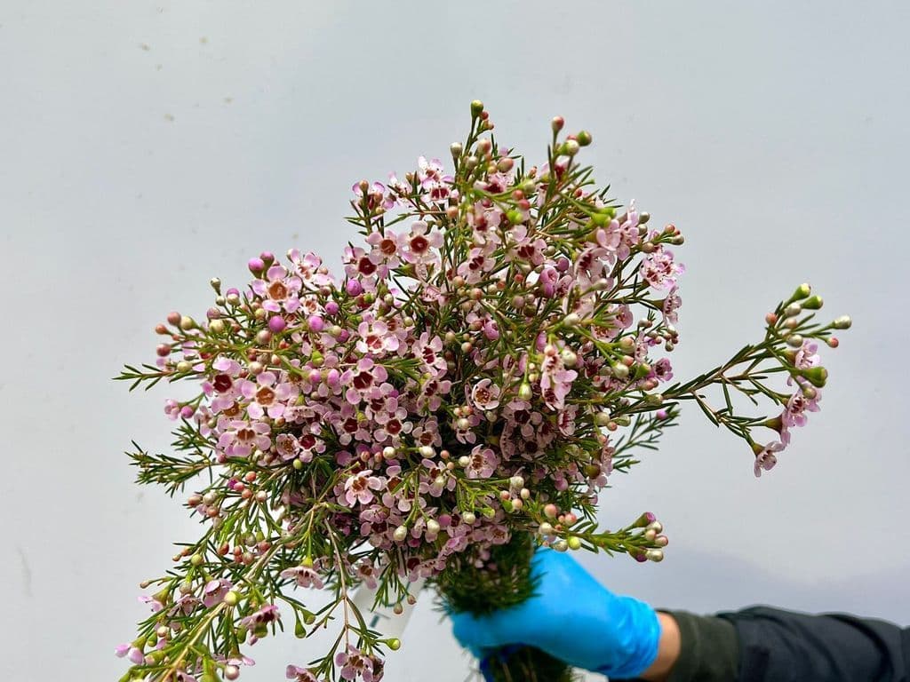 Local Flowers - Wax flower bouquet (bunch)