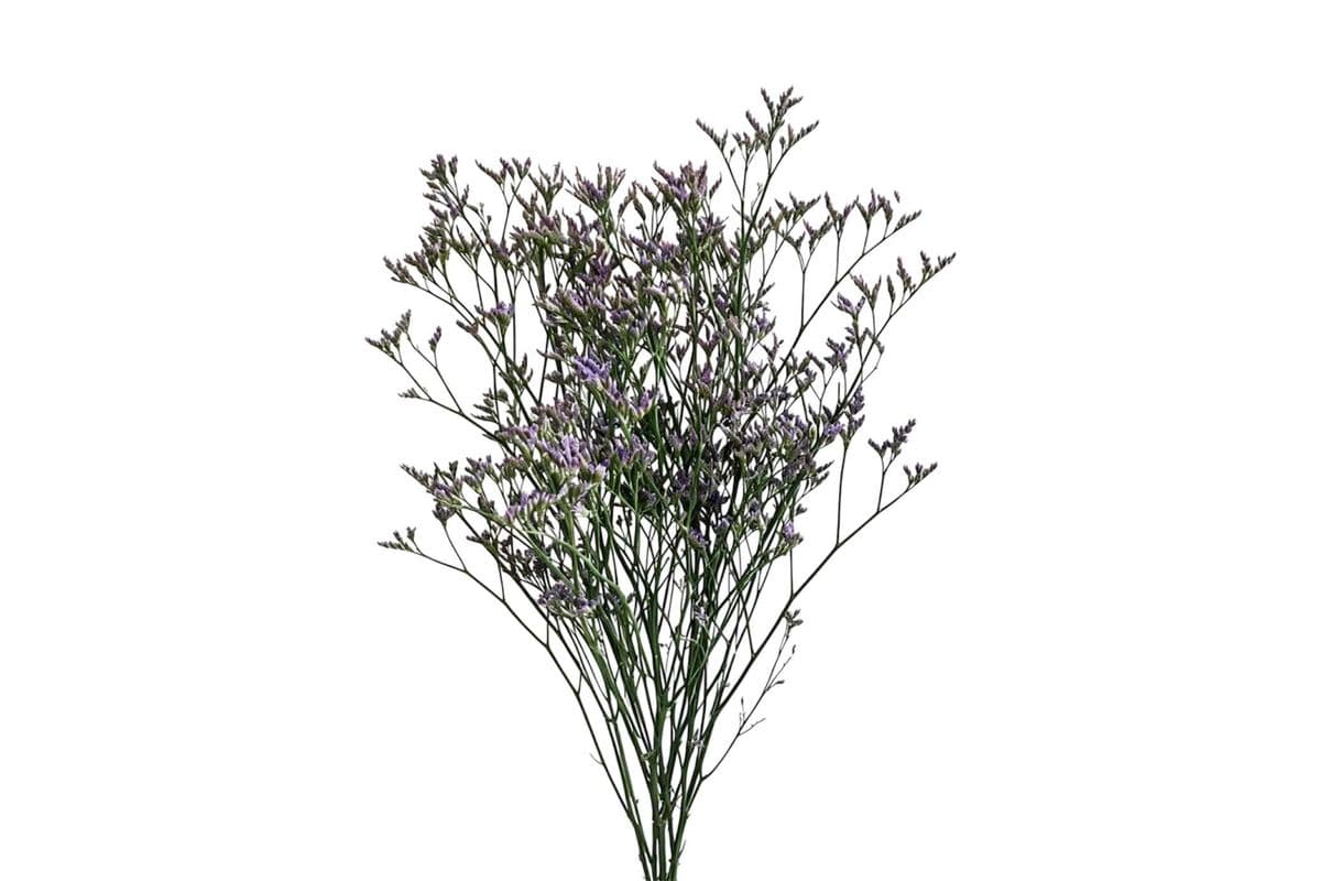 Limonium - 1 Stem