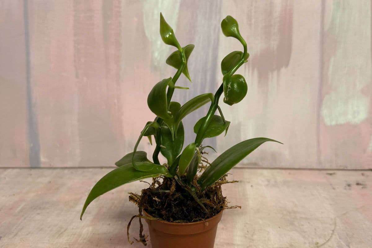 2" Vanilla Orchid