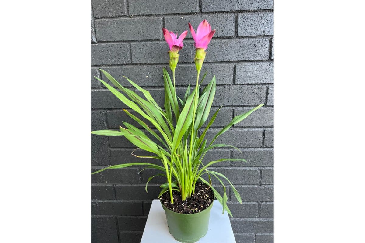 Curcuma (No Pot)