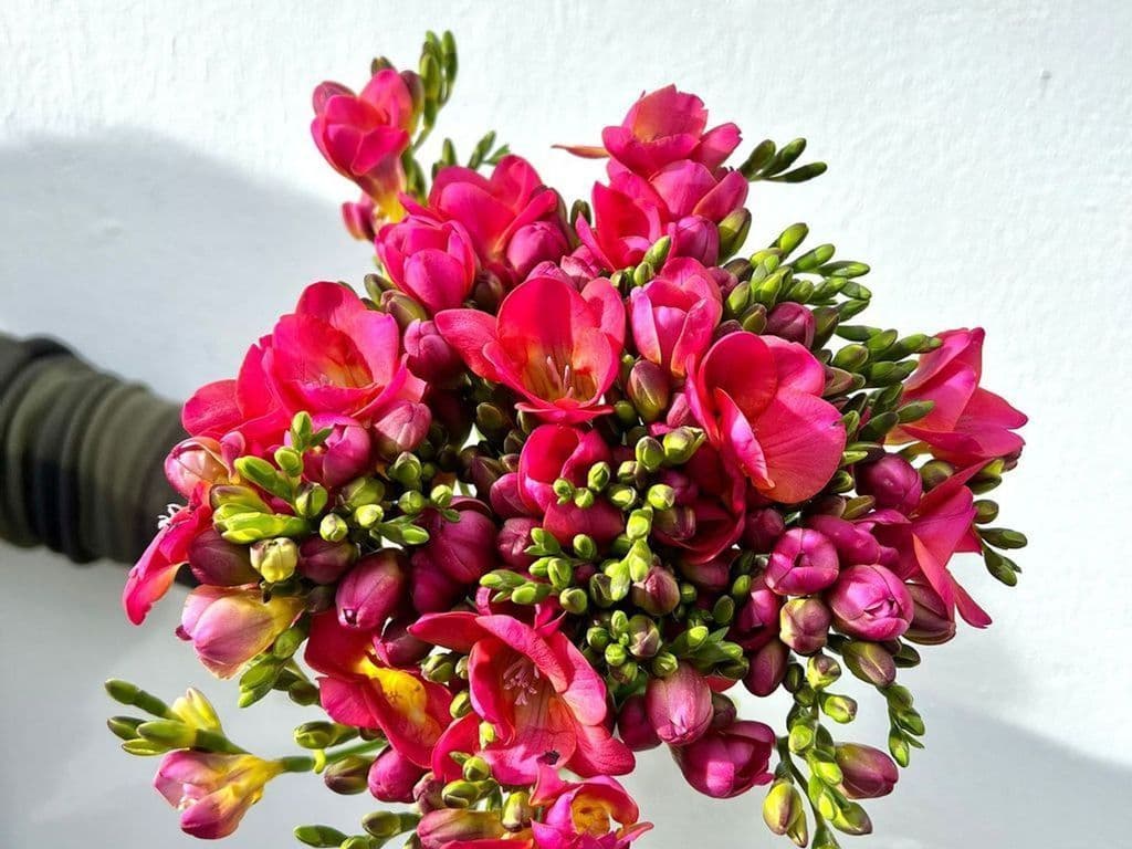 Flowers - Local Freesia Pink & Orange (10 stems)