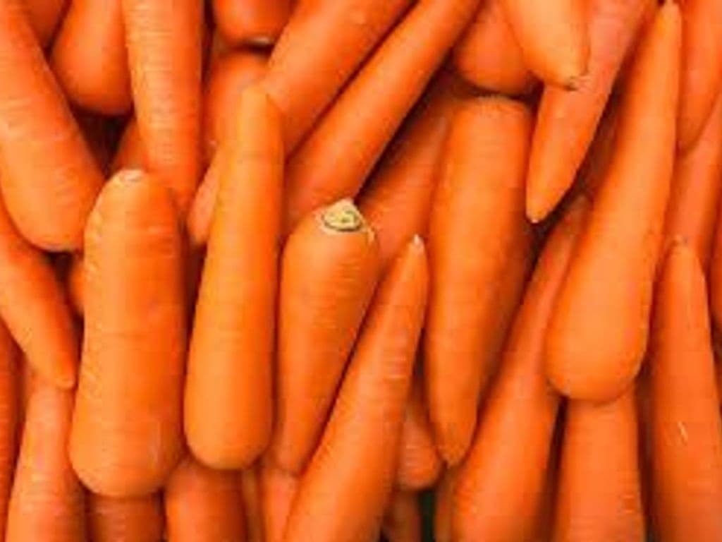 Straight carrot