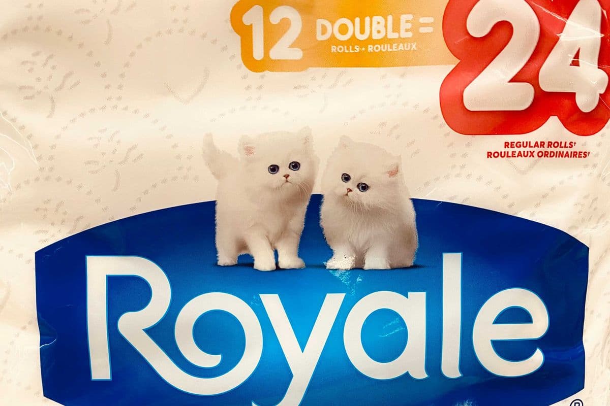 Toilet Paper (12 rolls)