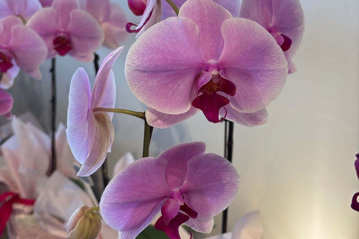 Pink orchid