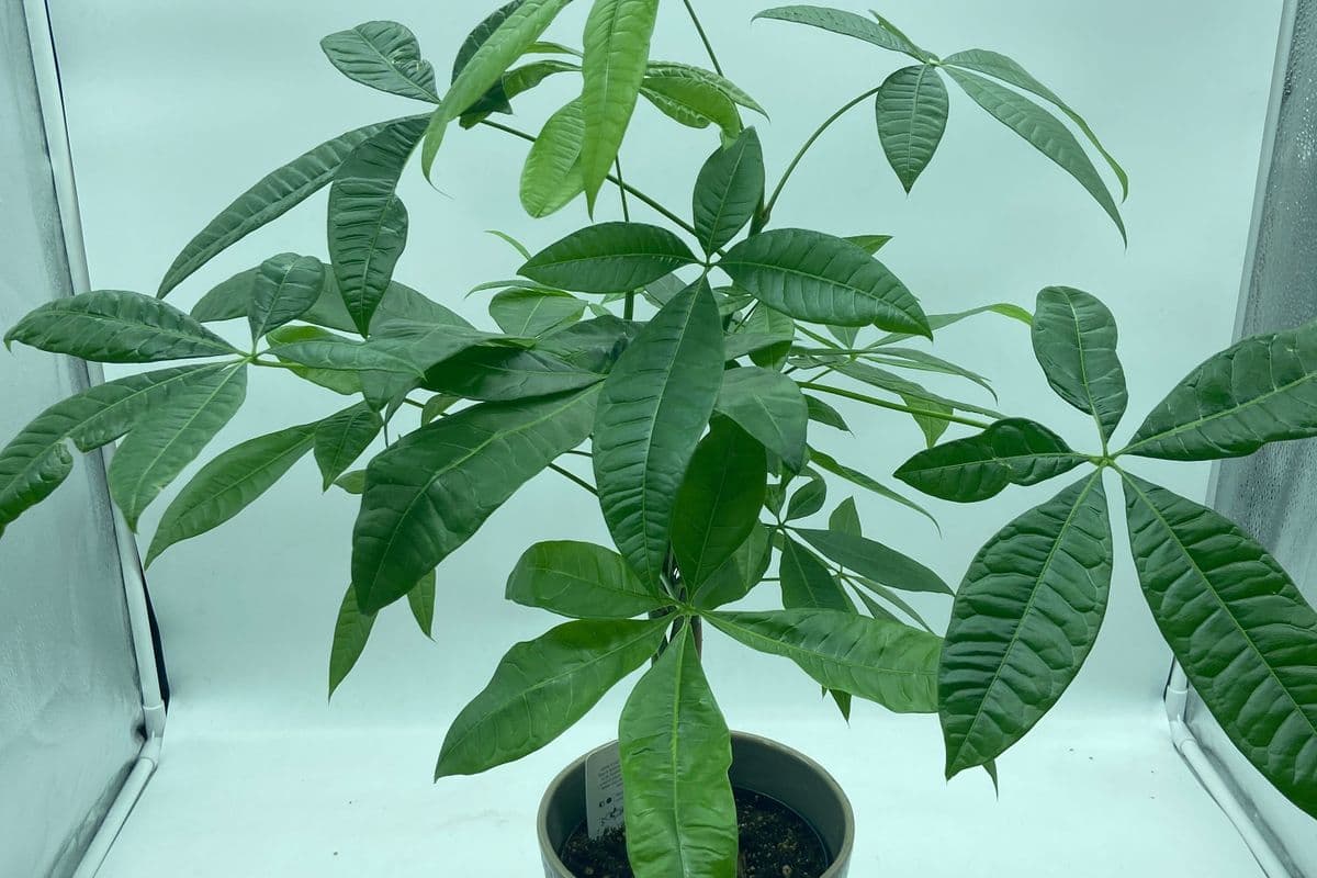 6" Money Tree in Ceramic Pot (6" Pot Diameter)