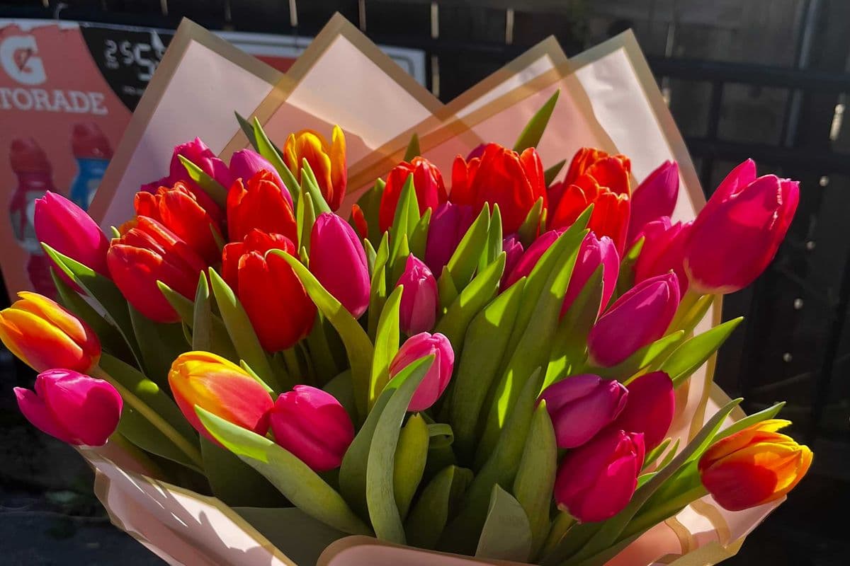 Tulips One Bunch (Colours May Vary)