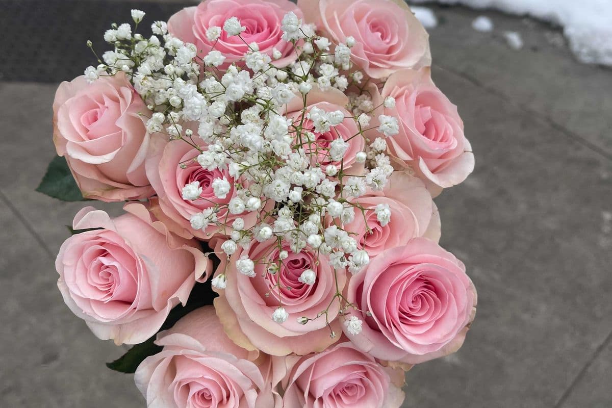Light Pink Roses - 1 Dozen (12 Stems)