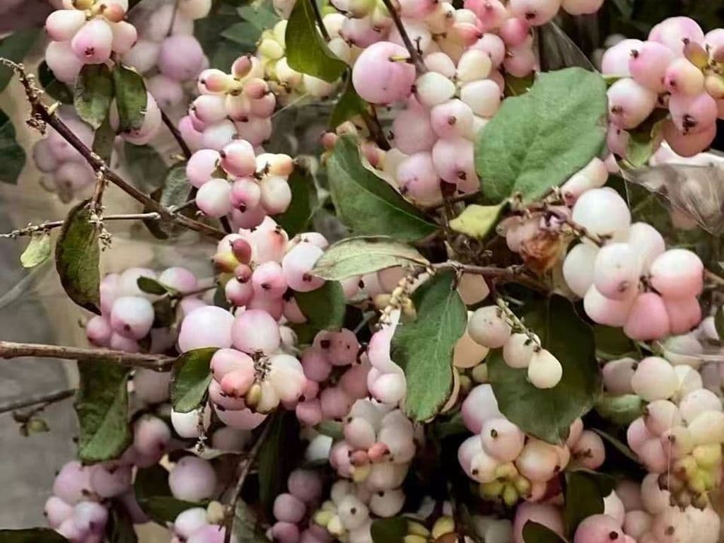Flowers - Winterberry Blush (10 stems)