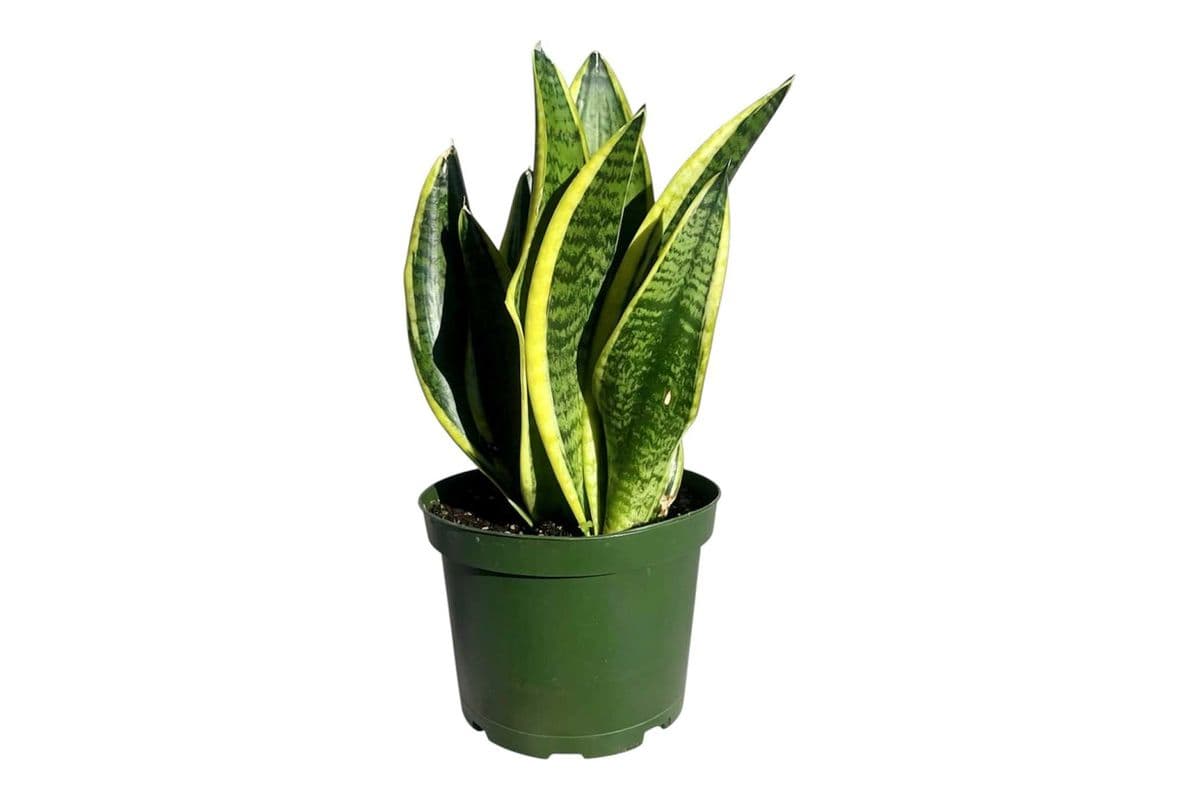 Yellow Snake Plant - 6 Inch Pot